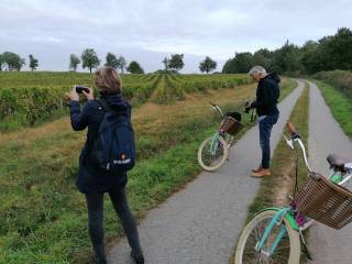 Dans les vignes de Rosnay, en Vende