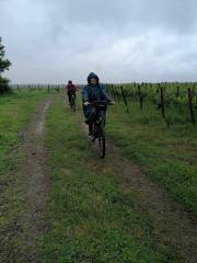 Balade vlo dans les vignes de Rosnay